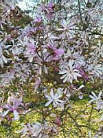 Magnolia Stellata (fam Magnoliacees) (Japon) (Photo F. Mrugala) (2)